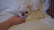 Beyaz pug yavrusu Marshmellow