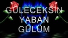 Yaban Gülüm Şiir Siirtli Mahmut Eren