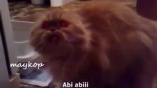 Konuşan kedi - Noluyo abi noluyooo