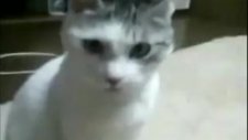 Şaşıran Kedi