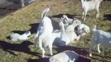 Keçi Yavrusu Tıklanma Rekoru Kırıyor