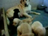 ***labrador retrİever***yavruları