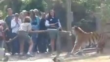 Kaplanla halat çekme yarışı