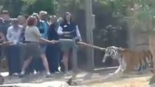 Kaplanla halat çekme yarışı