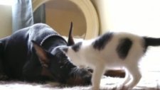 yavru kedi ile doberman