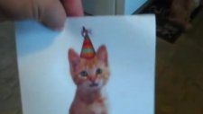 Kedi Sesine Gıcık Kapan Kedi