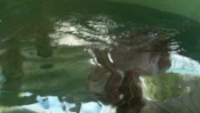 Caretta caretta