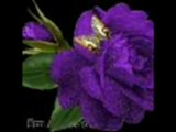 Ersoy_ks