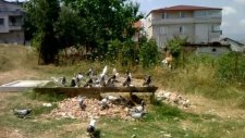 Taklacı ala yavru yeni başlıyor