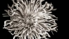 Noir Haze - Around Solomun Vox Mix