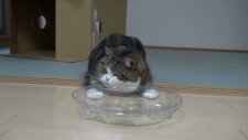 Kedi Maru'dan Komik Hareketler