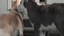 cow tells dog a secret