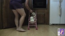 Sevimli Ve Akıllı Köpek