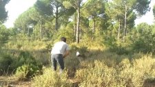 ingiliz pointer ferma aport