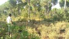 ingiliz pointer ferma eğitimi