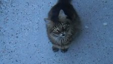 Kedi Canını
