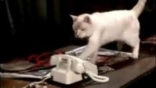 Telefon açıp konuşan kedi