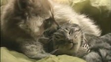 Rakun ve Kedi Oyun Oynuyor