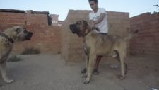 Bulut ve Keleş kangal diyarı üretim çiftliği
