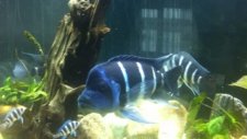 frontosa Moba