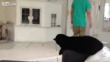 Kediden çak bi beşlik