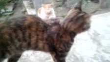 Merhaba Diyen Kedi