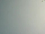 ankara sefer güvercin oyun takla