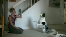 Jimnastikçi Köpek İzleyenleri Büyülüyor