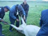 kurban kesme değil piknik kasabı