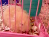 hamster-janjan