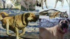 Aksaray Çoban Köpekleri