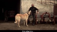 Aksaray Irkı Cins Köpekler