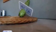 Kart Ustasından İnanılmaz Hareketler!