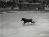 Kesin Sokar O Boğa Sanalevi,kacakq
