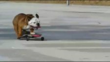 Bu Köpeğin Yeteneği Çok Farklı