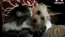 Kedi ve köpeğin tutkulu aşkı