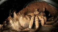 Tarantula'nın Yenilenme Anı!
