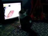 kedim tv izliyor