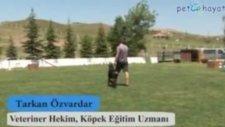 Köpeklerde Koruma (Güvenlik) Arama Kurtarma Eğitimi