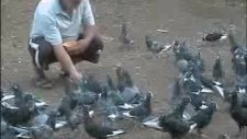 Adana Güvercinleri Erdoş Dayının Kuşları Ve Yayla Keyfi