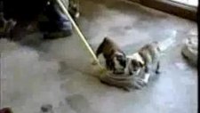 Paspas Oyunu sevimli köpekler