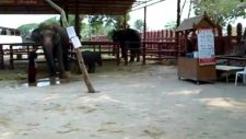 Yavru Filin Komik Koşusu
