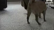 Ağzında 3 tenis topuyla dolaşan köpek