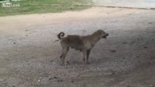 köpekteki akla bak helal olsun