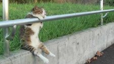 Cat Sitting Relaxed