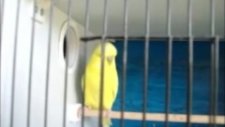 Albino Cinsi Kuşlar