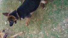Hera Alman Kurdu - Shila Golden Retriever