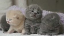 Yavru Kedi Korosu