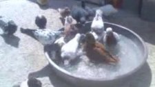 Ali Arslan Karışma Kuşlar Banyo Yapıyor