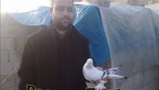 Güvercin Videoları
